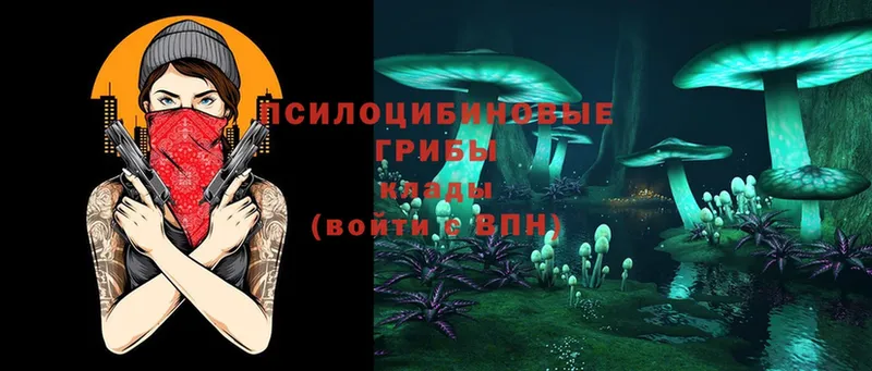 Псилоцибиновые грибы Psilocybine cubensis  где найти   Лихославль 